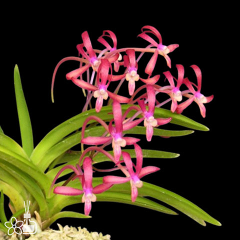 [Bare-root]Neofinetia (V.) falcata 'Kobai' 紅梅  [Oct Neo 25]