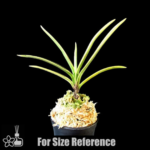[Bare-root]Neofinetia (V.) falcata 'Gojo Fukurin' 御城覆輪 [Neo Preorder]