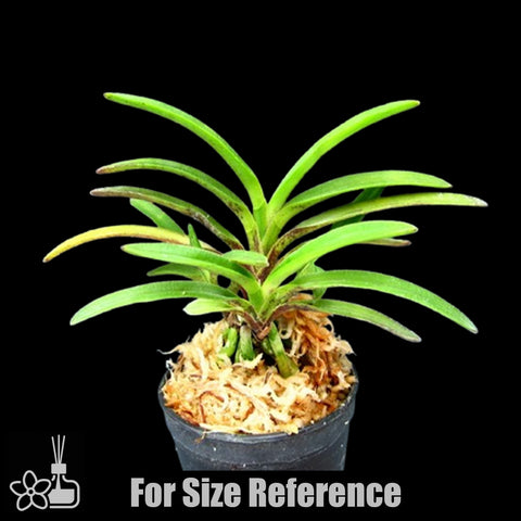 [Bare-root]Neofinetia (V.) falcata 'Kinginrasha ' 金銀羅紗 [Oct Neo 25]
