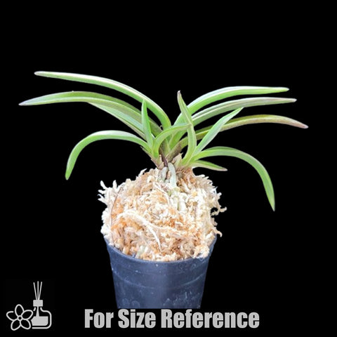 [Bare-root]Neofinetia (V.) falcata 'Higashidemiyako ' 東出都 [Neo Preorder]