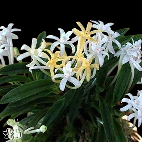 [Bare-root]Neofinetia (V.) falcata 'Kinginrasha ' 金銀羅紗 [Oct Neo 25]