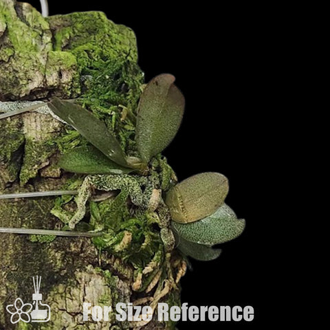 [Bare-root]Aerangis punctata 馬達加斯加蝴蝶風蘭[Oct Preorder 25]