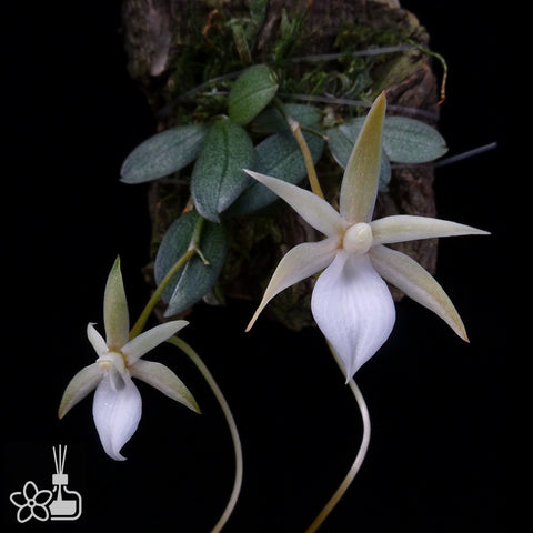 [Bare-root]Aerangis punctata 馬達加斯加蝴蝶風蘭[Oct Preorder 25]