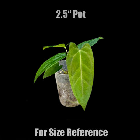 [Bare-root]Anthurium papillilaminum 黑蝶葉花燭 [Oct Preorder 25]