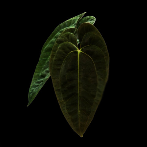 [Bare-root]Anthurium papillilaminum 黑蝶葉花燭 [Oct Preorder 25]