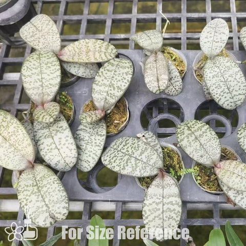 [Bare-root]Phal. schilleriana Alice 愛麗絲脈紋西 [Oct Preorder 25]