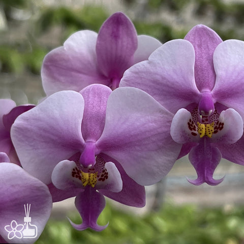 [Bare-root]Phal. schilleriana Alice 愛麗絲脈紋西 [Oct Preorder 25]