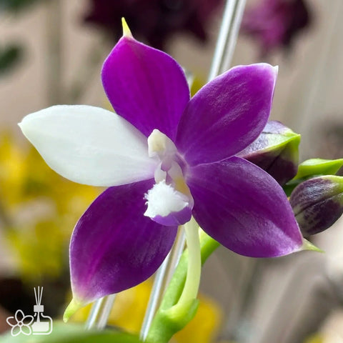 [Bare-root]Phal. Blue Jennifer 藍色珍妮弗 [Aug in Stock]