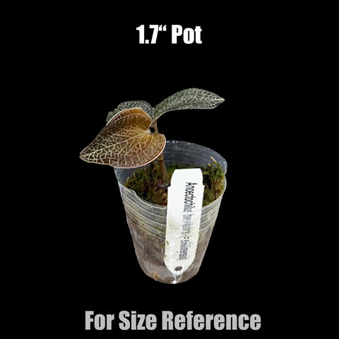 [Bare-root]Anoectochilus brevilabris (=sikkimensis) [Oct Preorder 25]
