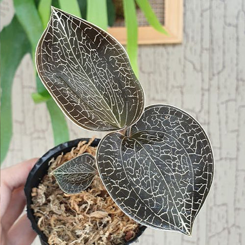 [Bare-root]Anoectochilus brevilabris (=sikkimensis) [Oct Preorder 25]