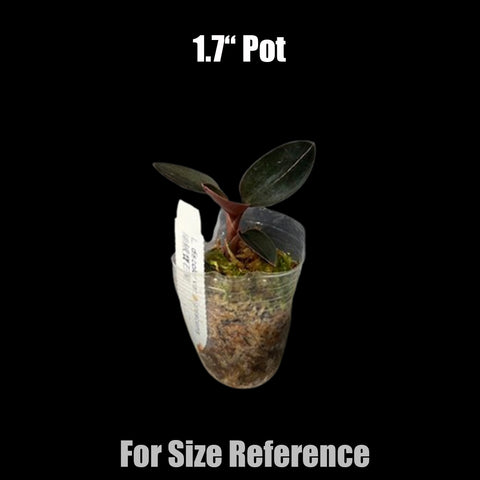 [Bare-root]L. discolor var. nigrescens 絲絨寶石蘭 [Oct Preorder 25]