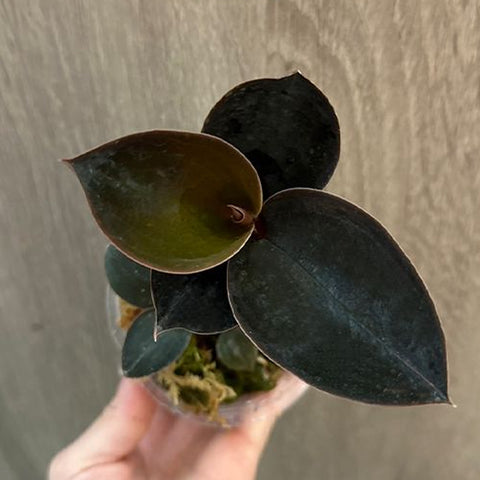 [Bare-root]L. discolor var. nigrescens 絲絨寶石蘭 [Oct Preorder 25]