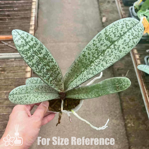 [Bare-root]Phal schilleriana wilson#2 x Yns #1 脉纹西 [Oct Preorder]