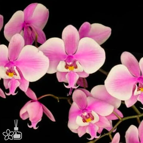 [Bare-root]Phal schilleriana wilson#2 x Yns #1 脉纹西 [Oct Preorder]