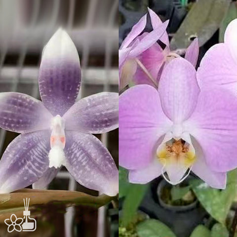 [Bare-root]Phal. speciosa 'Blue Net' x Phal. sanderiana [Oct Preorder]