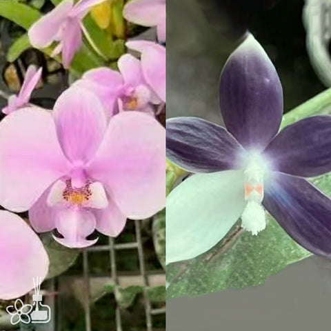 [Bare-root]Phal. speciosa 'purple' x Phal. schilleriana '112-1' [Oct Preorder]