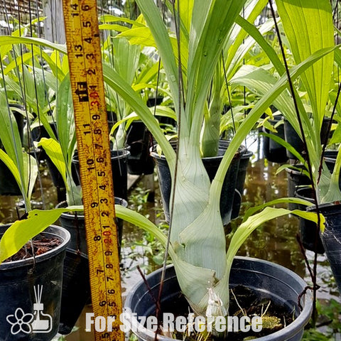 [Pseudobulb] Clowesetum Black Jade 黑玉 [Nov Preorder]