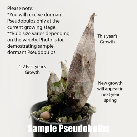 [Pseudobulb] Clowesetum Black Jade 黑玉 [Nov Preorder]