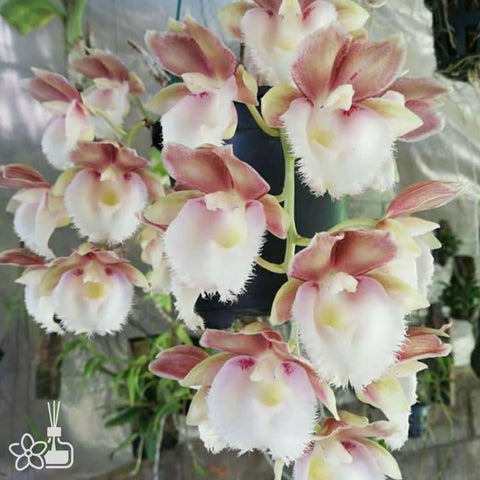[Pseudobulb]Clowesetum Manny Tavarez 曼尼 [Nov Preorder]
