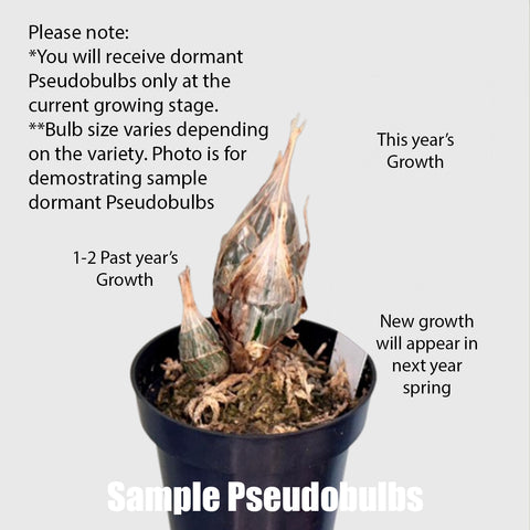 [Pseudobulb]Clowesetum Manny Tavarez 曼尼 [Nov Preorder]