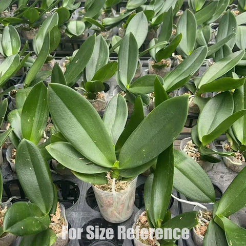 [Bare-root] Phal. I-Hsin Smile Lucifer 微笑路西法 [Wishlist]