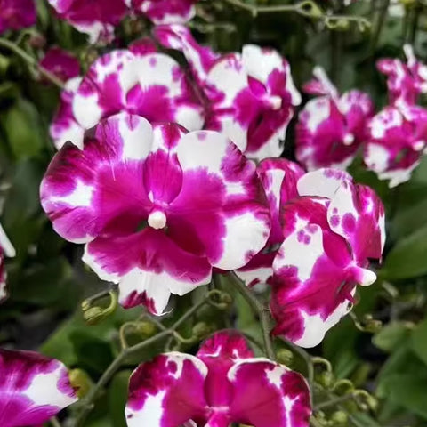 [Bare-root] Phal. I-Hsin Smile Lucifer 微笑路西法 [Wishlist]