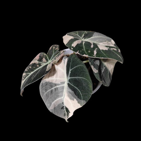 [Bare-root]Alocasia reginula 'black velvet' pink variegated 粉錦黑天鵝 [Wishlist]