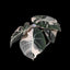 [Bare-root]Alocasia reginula 'black velvet' pink variegated 粉錦黑天鵝 [Wishlist]