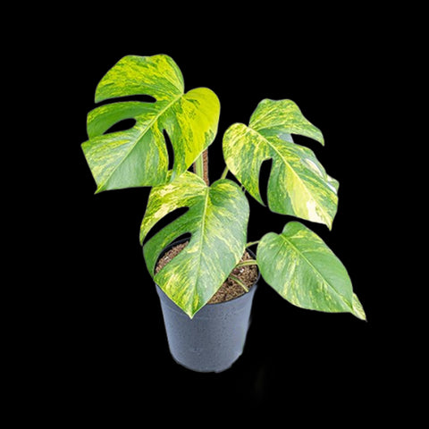 [Bare-root]Monstera deliciosa 'Aurea Variegata' 短莖黃龜 [Wishlist]