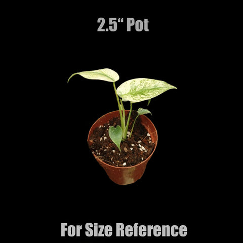 [Bare-root]Monstera deliciosa “White Monster” 白怪獸 [Wishlist]