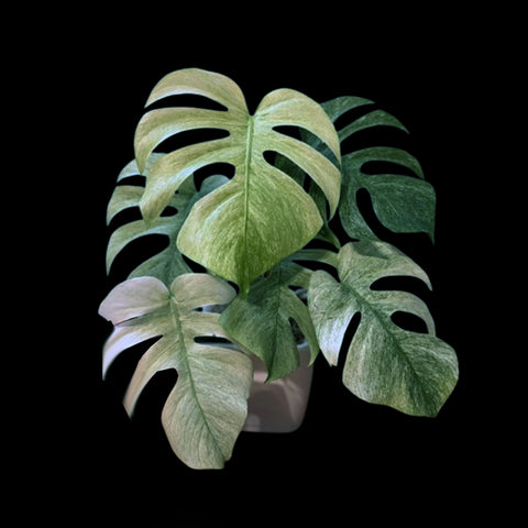 [Bare-root]Monstera deliciosa “White Monster” 白怪獸 [Wishlist]