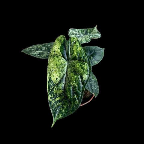 [Bare-root]Alocasia Dragon Scale Mint 薄荷龍鱗海芋 [Wishlist]