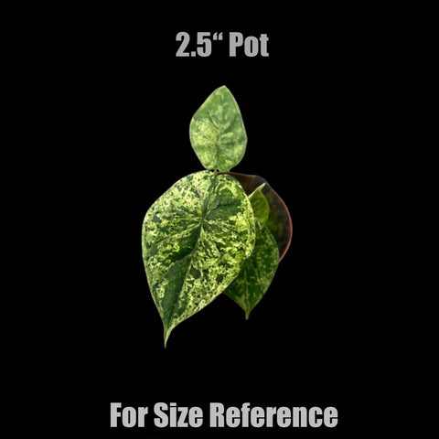 [Bare-root]Alocasia Dragon Scale Mint 薄荷龍鱗海芋 [Wishlist]