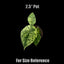 [Bare-root]Alocasia Dragon Scale Mint 薄荷龍鱗海芋 [Wishlist]