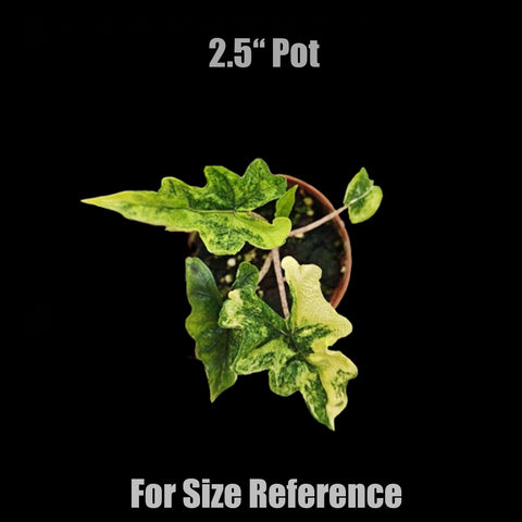 [Bare-root]Alocasia jacklyn variegated 傑克海芋錦 [Wishlist]