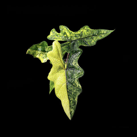 [Bare-root]Alocasia jacklyn variegated 傑克海芋錦 [Wishlist]