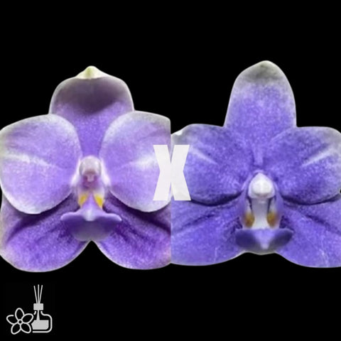 [Bare-root] Phal. LL Blue Family x Phal. KS Blue Smurfs 藍色家族 x 藍精靈 [Wishlist]
