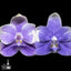 [Bare-root] Phal. LL Blue Family x Phal. KS Blue Smurfs 藍色家族 x 藍精靈 [Wishlist]