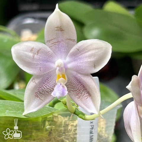 [Bare-root] Phal. Little Asteroid '201' (Clone) 小行星 '201'[Wishlist]