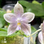 [Bare-root] Phal. Little Asteroid '201' (Clone) 小行星 '201'[Wishlist]