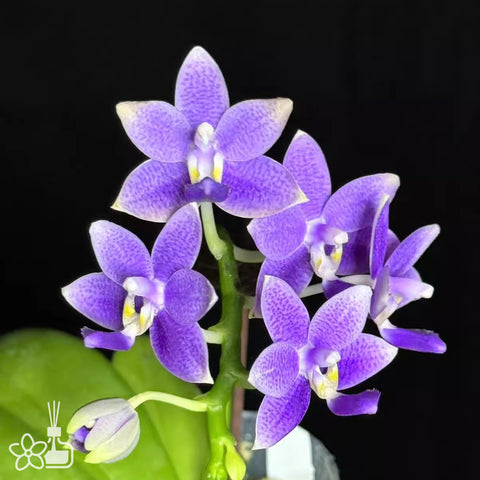 [Bare-root] Phal. Lioulin Blue Star 柳林藍星 [Wishlist]