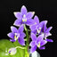 [Bare-root] Phal. Lioulin Blue Star 柳林藍星 [Wishlist]