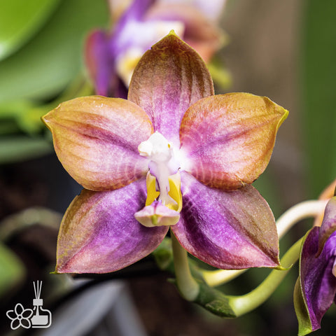 [Bare-root] Phal. Mituo Reflex Dragon 'Blue Ring' 彌陀藍環 [Wishlist]