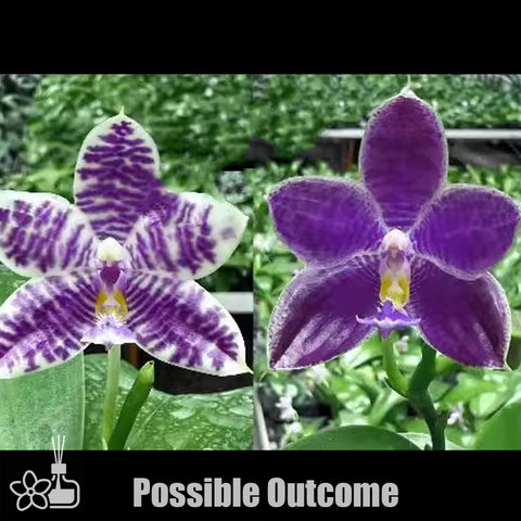 [Bare-root]Phal KS Blue Ludde x Yangyang Blue Bellina 藍路德 x 藍貝麗娜 [Wishlist]