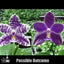 [Bare-root]Phal KS Blue Ludde x Yangyang Blue Bellina 藍路德 x 藍貝麗娜 [Wishlist]