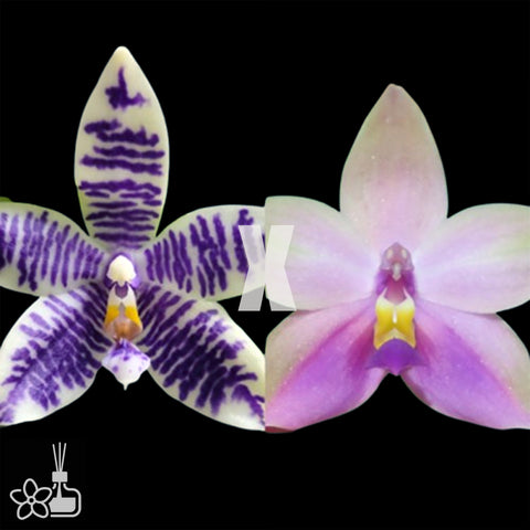[Bare-root]Phal KS Blue Ludde x Yangyang Blue Bellina 藍路德 x 藍貝麗娜 [Wishlist]