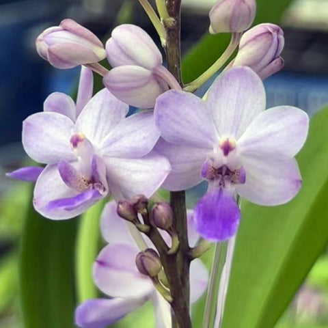 [Bare-root]Rhynchonopsis Kasorn's Viola Coequestris 藍色幻想 [Wishlist]