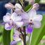 [Bare-root]Rhynchonopsis Kasorn's Viola Coequestris 藍色幻想 [Wishlist]