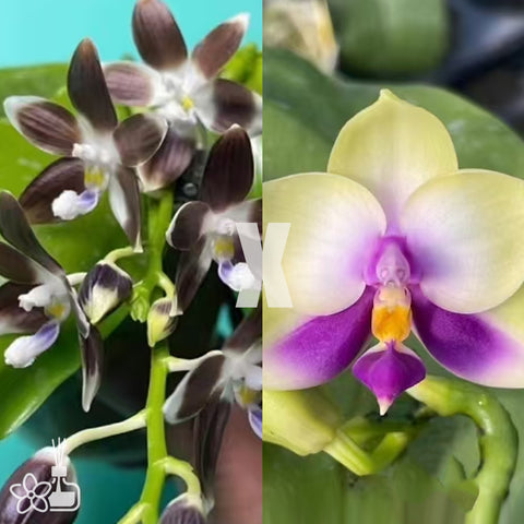 [Bare-root]Phal.speciosa coffee'xPhal.bellina f coerulea 咖啡盾 x 藍貝[Wishlist]