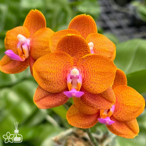 [Bare-root]Phal Miro Curry 米羅咖哩 [Wishlist]